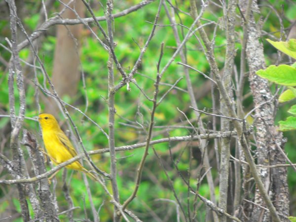 73- Le pinson, un des rares oiseaux 